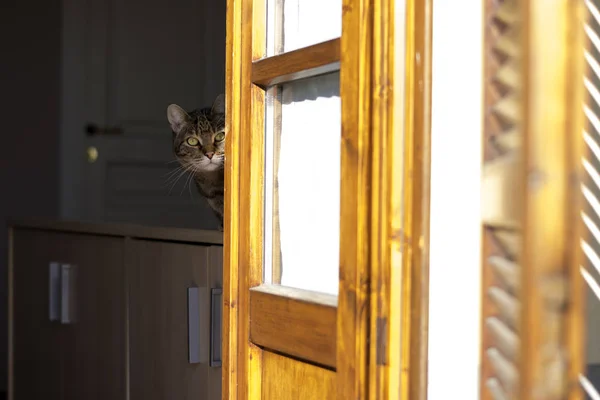 Ein Lustiger Tabby Check Aus Dem Fenster — Stockfoto