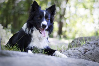Kayaların arasında rahatlayan bir çoban köpeğinin portresi