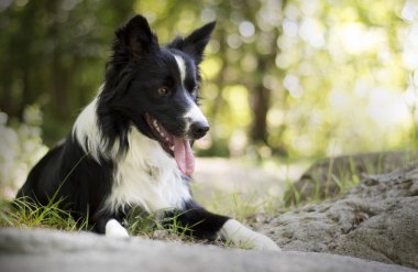 Kayaların arasında rahatlayan bir çoban köpeğinin portresi