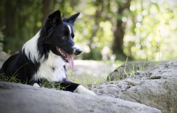 Retrato Cachorro Collie Fronterizo Relajándose Entre Rocas —  Fotos de Stock