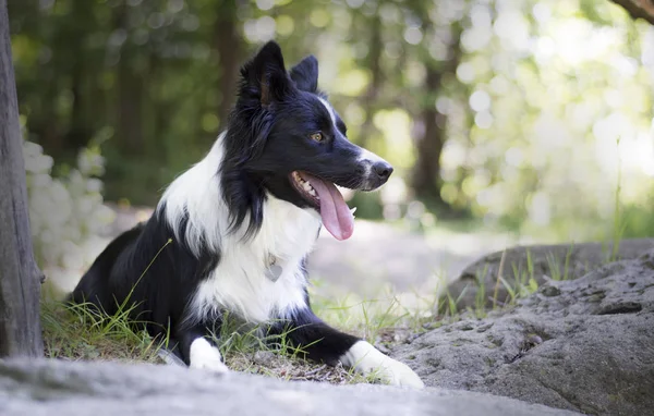 Portret Van Een Vrolijke Border Collie Puppy Ontspannen Tussen Het — Stockfoto