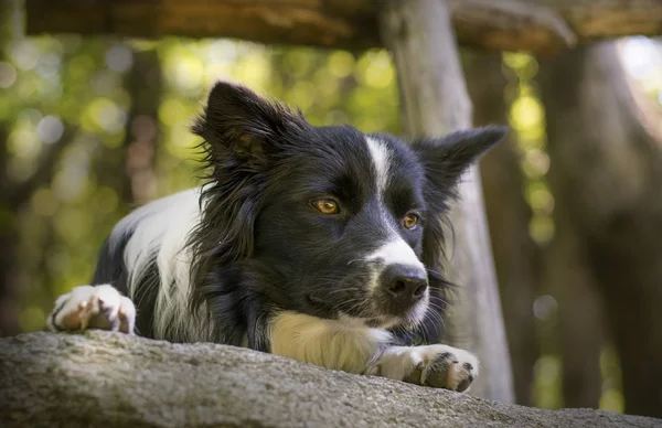 Close Van Een Border Collie Puppy Onder Een Houten Hek — Stockfoto