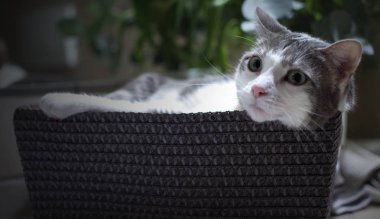 Sepette Avrupalı komik bir kedi