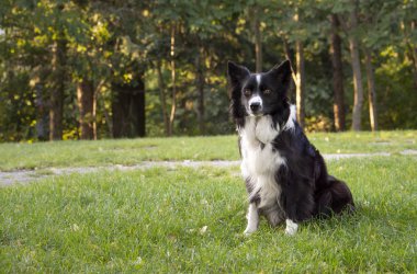 Ormandaki bir çoban köpeğinin portresi.