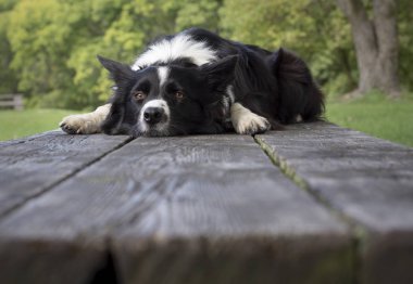 Ahşap masada uzanan şirin ve komik bir çoban köpeği portresi.