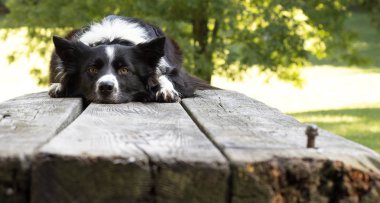 Şirin ve komik sınır köpeği tahta masada yatıyor.