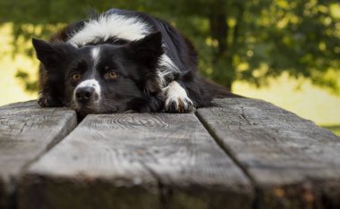 Ahşap masada uzanan şirin bir çoban köpeğinin yanına.