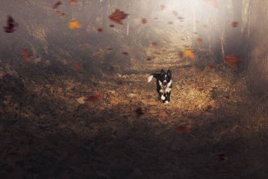 Border collie köpek yavrusu yapraklarda mutlu bir şekilde koşar.