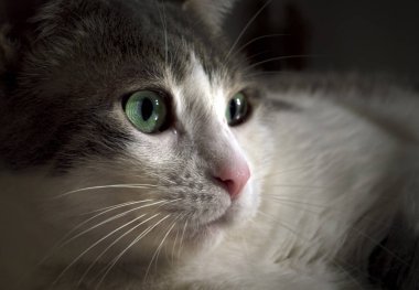 Tarladan dışarı bakan sevimli Avrupalı beyaz bir kedi