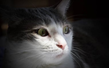 Gölgede poz veren sevimli bir kedinin profili