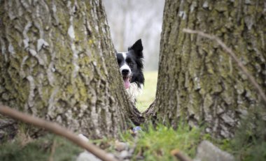 Komik bir çoban köpeği ağaçlarda saklanan dünyayı gözlemliyor.