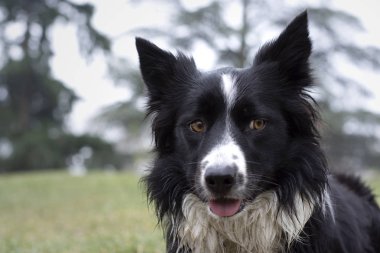 Ormanda mutlu poz veren pis ve ıslak bir çoban köpeği.