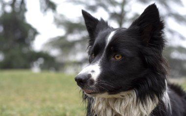 Kırsalda mutlu poz veren komik ve ıslak bir çoban köpeği.