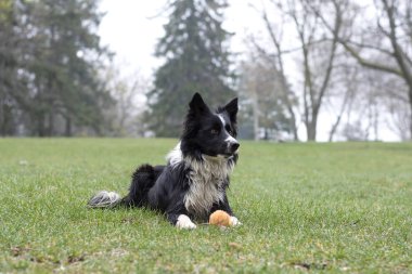 Yağmurlu bir günde çimenlerde yatan bir çoban köpeği dikkatle menzil dışına bakar.