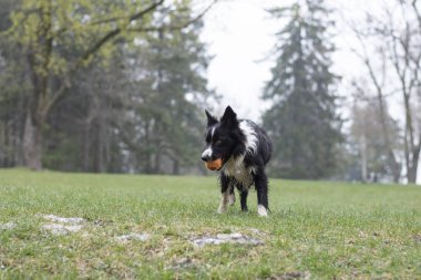 Kirli ve ıslak bir çoban köpeği. Topuyla kırsalda mutlu poz veriyor.