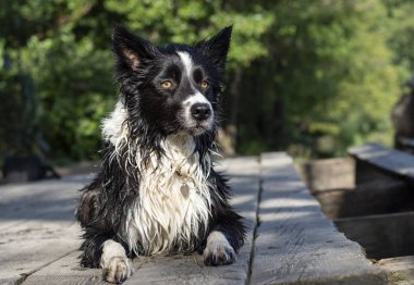 Islak bir çoban köpeği ahşap iskelede ısınıyor.