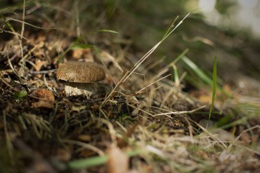 Mantar (mantar) boletus edulis, aereus, aestivalis, pinophilus, yeni bulunmuş ve ormanda yakalanmış..