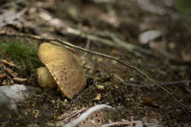 Mantar (mantar) boletus edulis, aereus, aestivalis, pinophilus, yeni bulunmuş ve ormanda yakalanmış..