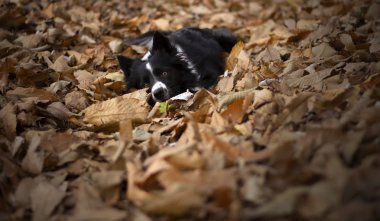 Muhteşem bir çoban köpeği sonbahar yapraklarında mutlu ve eğlenceli oynar..