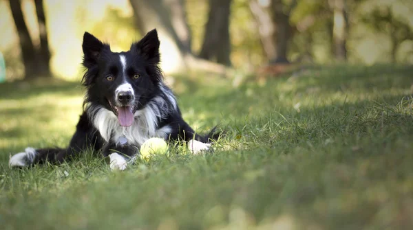 A cute border collie puppy plays with the ball in the woods