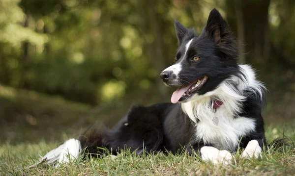 Chiot Collie Frontière Aimant Paisible Détend Dans Herbe — Photo