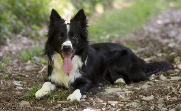 Portret Van Een Schattige Puppy Van Border Collie Het Bos — Stockfoto