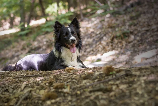 Ritratto Cucciolo Simpatico Collie Confine Nel Bosco — Foto Stock