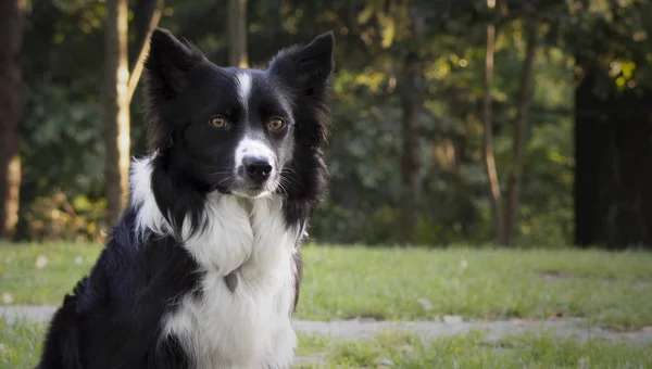 Close Van Een Mooie Look Van Een Border Collie Puppy — Stockfoto