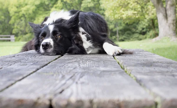 Une Frontière Drôle Collie Chiot Somnolant Sur Table — Photo