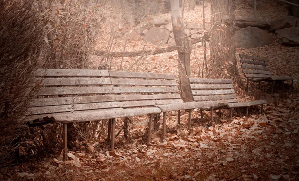 Старые Пустые Скамейки Осеннем Лесу — стоковое фото