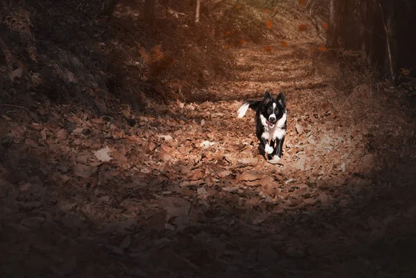 Een Schattige Puppy Border Collie Omringd Door Herfst Rood — Stockfoto