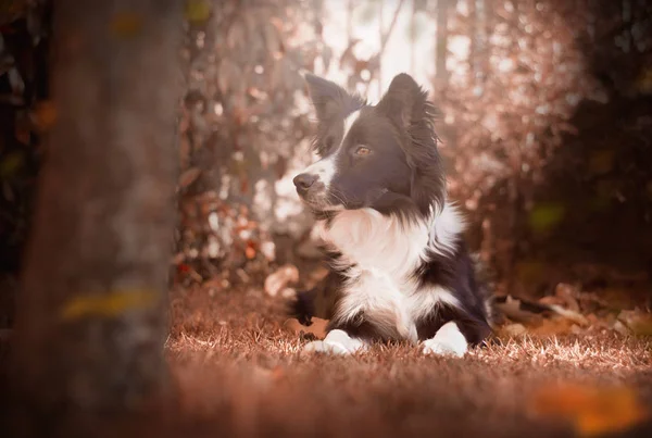 Filhote Cachorro Bonito Fronteira Collie Jardim Outono — Fotografia de Stock