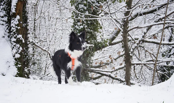 Portrait Tender Border Collie Puppy Snow — Stock Photo, Image