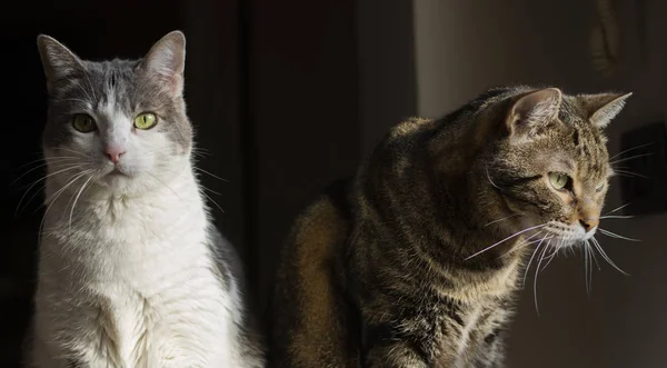 Zartes Katzenpaar Leuchtet Fenster — Stockfoto