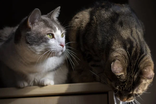 Casal Macio Gatos Iluminado Janela Que Mima Fraternalmente — Fotografia de Stock