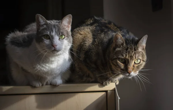 Casal Macio Gatos Iluminado Janela Que Mima Fraternalmente — Fotografia de Stock