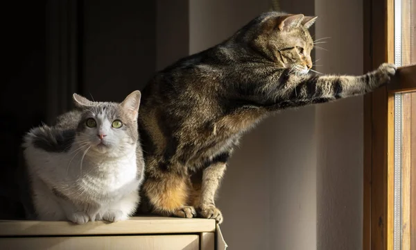 Casal Macio Gatos Iluminado Janela Que Mima Fraternalmente — Fotografia de Stock