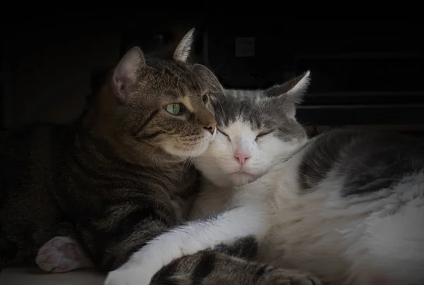 Dos Gatos Lindos Europeos Abrazan Tiernamente — Foto de Stock