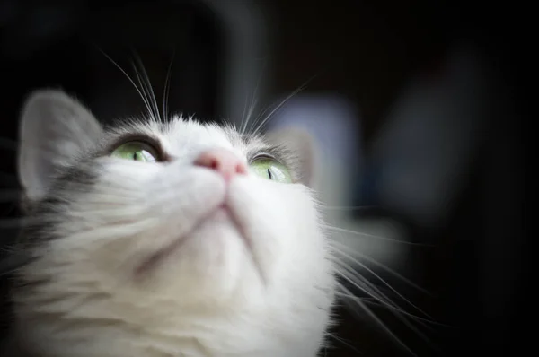Porträtt Söt Vit Katt Tittar Uppåt — Stockfoto