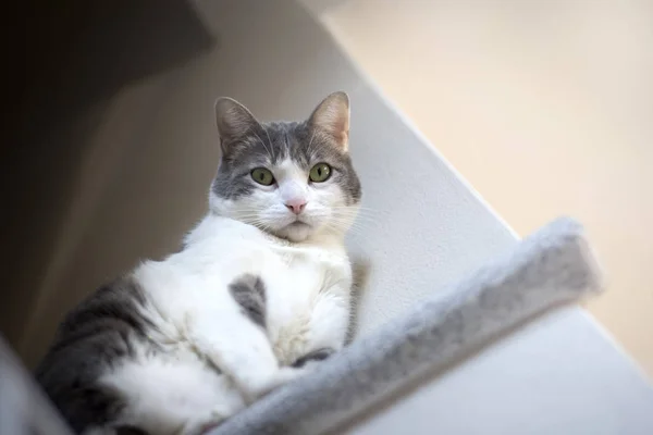 Simpatico Gatto Bianco Europeo Seduto Sul Granito Fotografato Dal Basso — Foto Stock