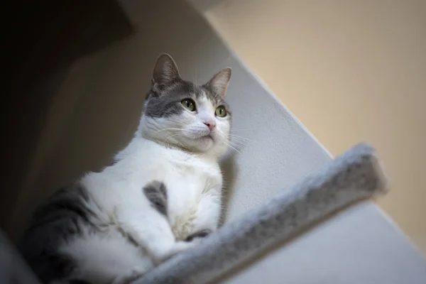 Gatto Bianco Europeo Seduto Sul Granito Fotografato Dal Basso — Foto Stock