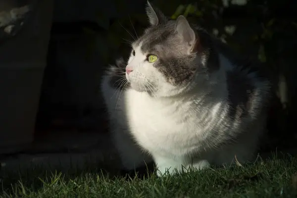 Gato Branco Europeu Com Olhos Verdes Jardim — Fotografia de Stock