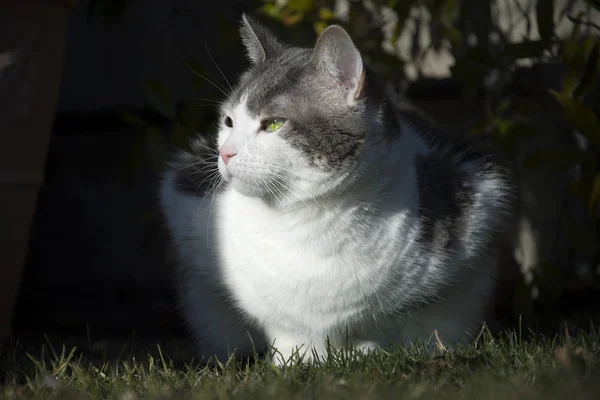 可爱的欧洲白猫 绿色的眼睛在花园里 — 图库照片