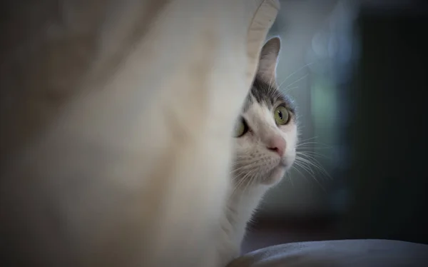 Retrato Adorável Gato Escondido Por Cobertor — Fotografia de Stock