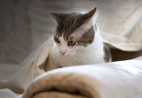 Retrato Gato Engraçado Sofá Com Cobertor Que Envolve — Fotografia de Stock