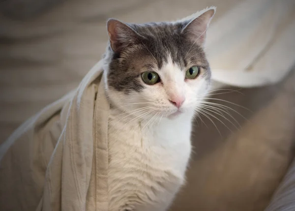 Πορτρέτο Της Γάτας Στον Καναπέ Μια Κουβέρτα Που Τυλίγει — Φωτογραφία Αρχείου