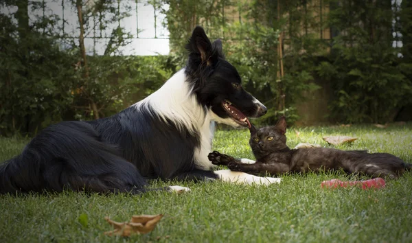 A cute border collie puppy plays happy with a tender cat