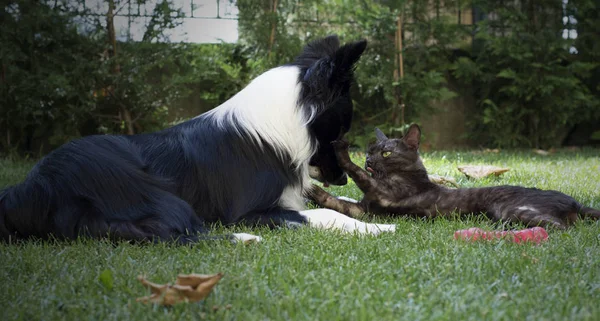 Cute Border Collie Puppy Plays Happy Tender Cat — Stock Photo, Image