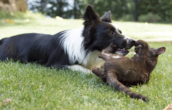 A border collie puppy plays happy with a cat
