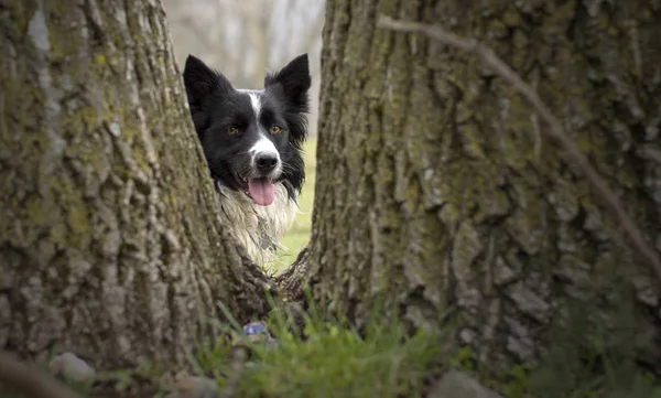 A curious border collie puppy observes the world hidden in the trees